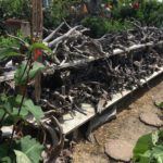 obx driftwood